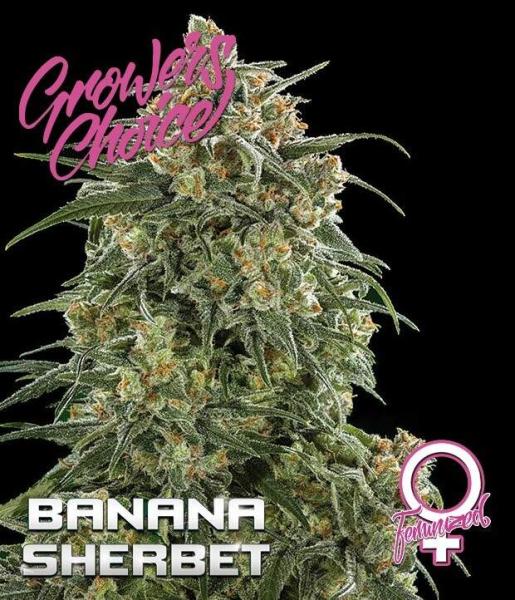 Growers Choice Banana Sherbet 5 Stk feminisiert