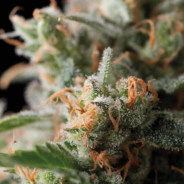 Trikoma Seeds Blueberry 5 Stk feminisiert