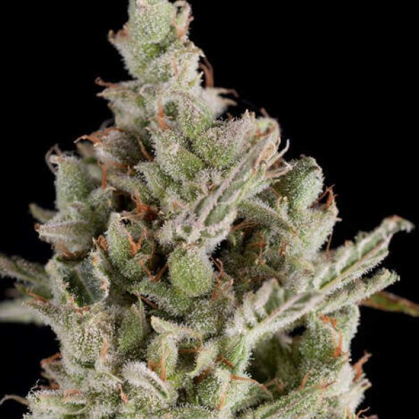 Trikoma Seeds Sweet Madness Auto 5 Stk feminisiert