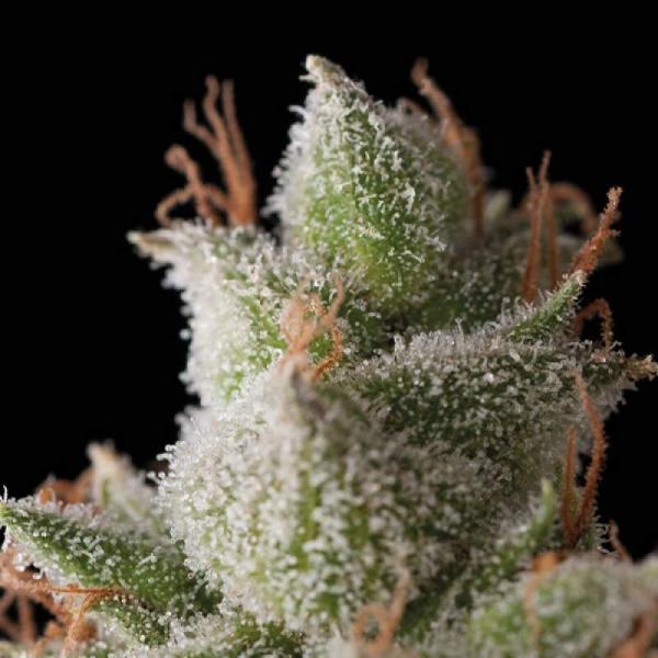 Trikoma Seeds White Widow Auto 5 Stk feminisiert