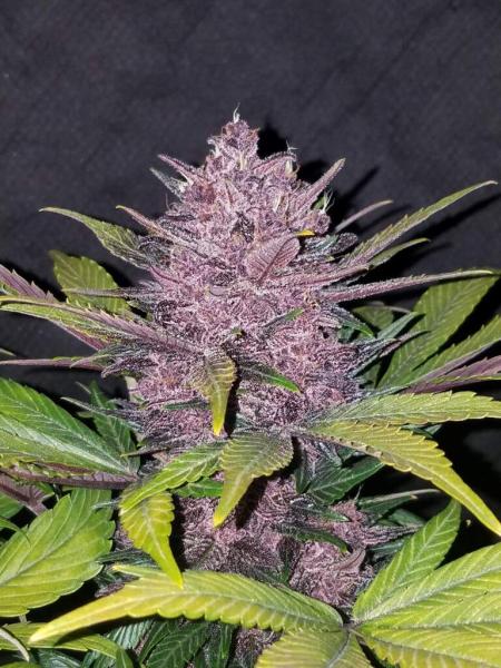 420 Fast Buds Blackberry Auto 5 Stk feminisiert