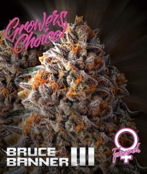 Growers Choice Bruce Banner III 5 Stk feminisiert
