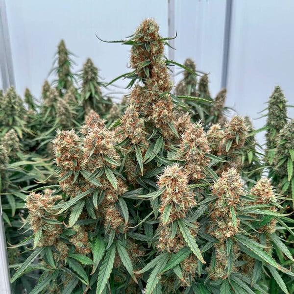 Royal Queen Seeds - Orion F1 3 Seeds