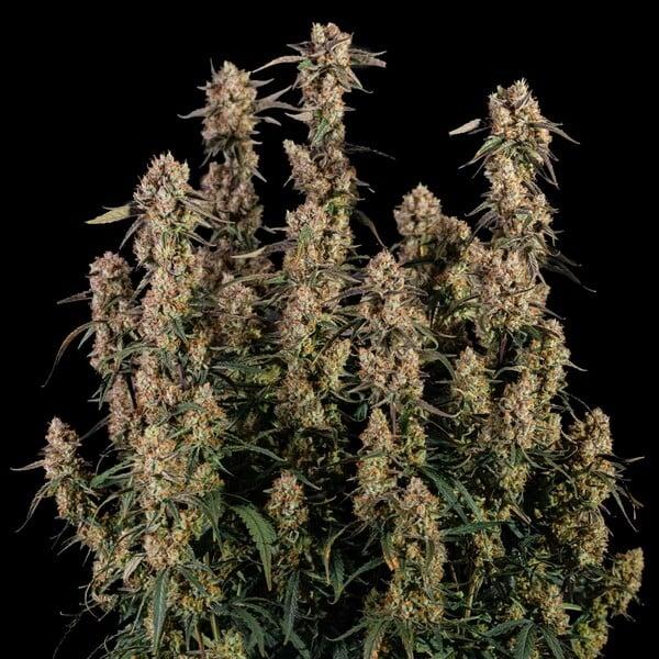 Royal Queen Seeds - Orion F1 3 Seeds