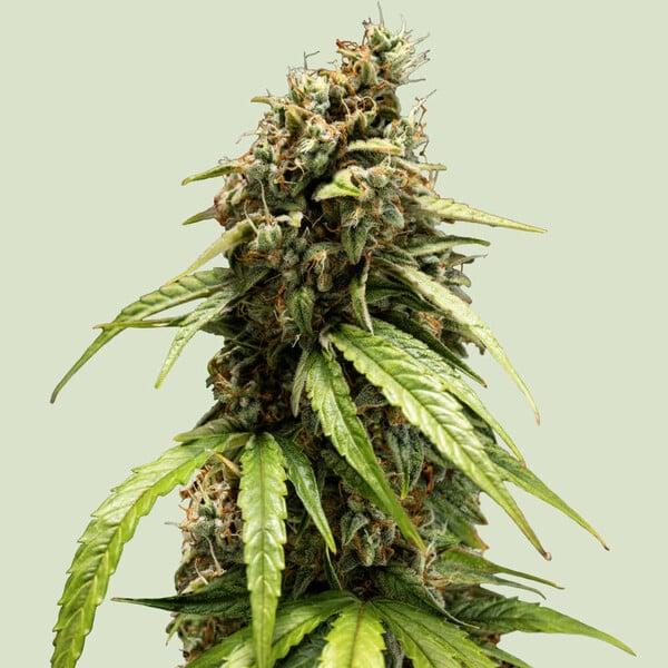 Royal Queen Seeds - Orion F1 3 Seeds