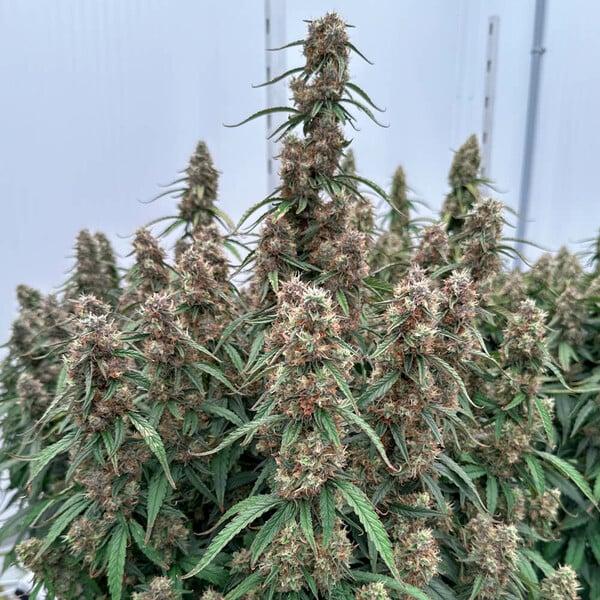 Royal Queen Seeds - Orion F1 3 Seeds