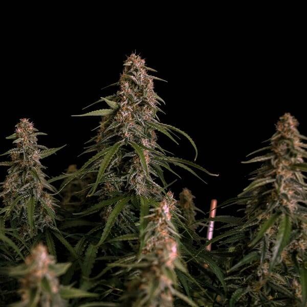 Royal Queen Seeds - Orion F1 3 Seeds