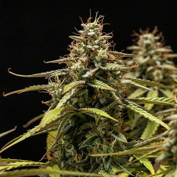 Royal Queen Seeds - Orion F1 3 Seeds