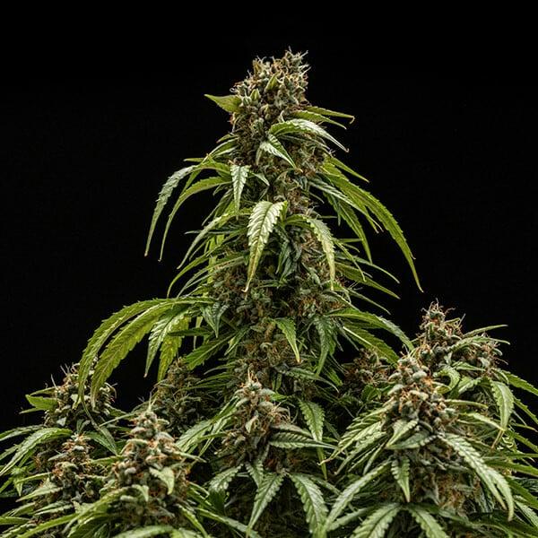 Royal Queen Seeds - Orion F1 3 Seeds