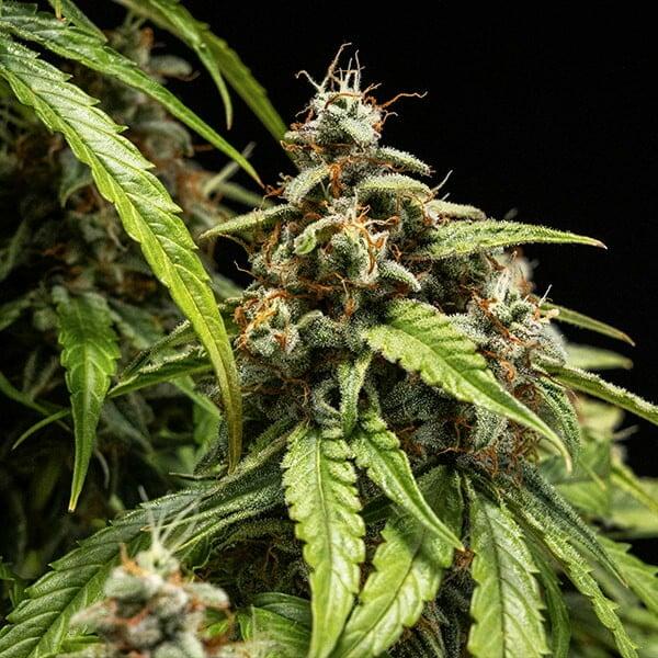 Royal Queen Seeds - Orion F1 3 Seeds