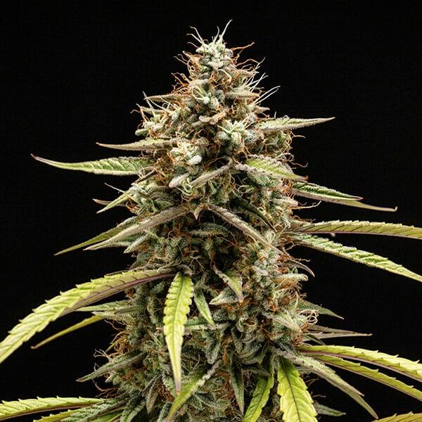 Royal Queen Seeds - Orion F1 3 Seeds