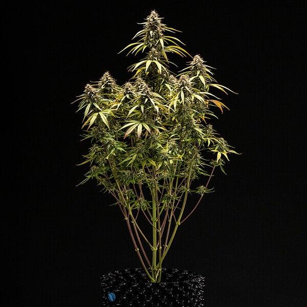 Royal Queen Seeds - Orion F1 3 Seeds