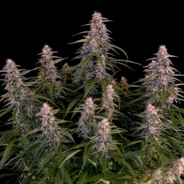Royal Queen Seeds - Orion F1 3 Seeds