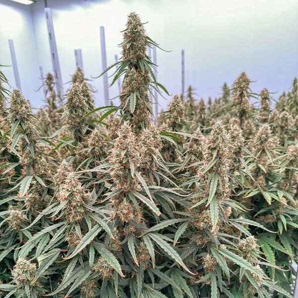 Royal Queen Seeds - Orion F1 3 Seeds