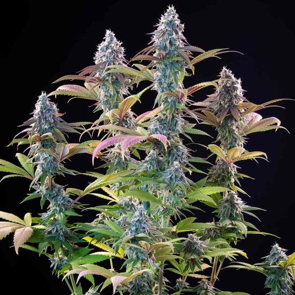 Royal Queen Seeds - Punch Pie 3 Seeds