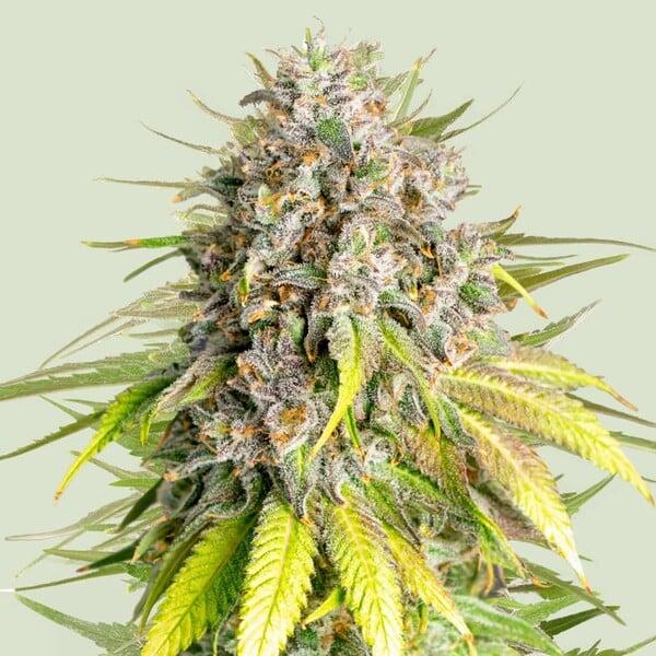 Royal Queen Seeds - Punch Pie 3 Seeds