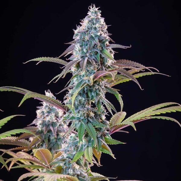 Royal Queen Seeds - Punch Pie 3 Seeds