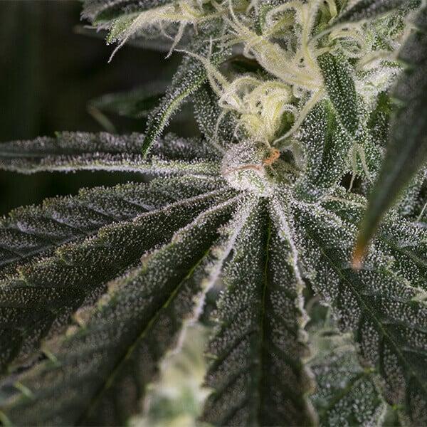 Royal Queen Seeds - Punch Pie 3 Seeds