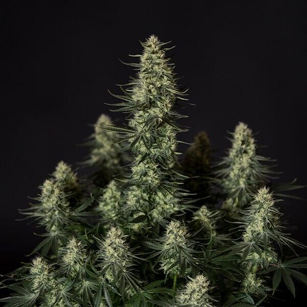 Royal Queen Seeds - Punch Pie 3 Seeds