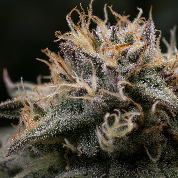 Royal Queen Seeds - Punch Pie 3 Seeds