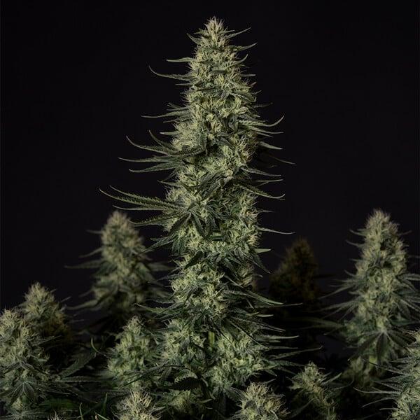 Royal Queen Seeds - Punch Pie 3 Seeds