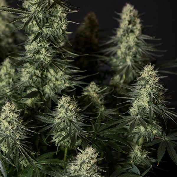 Royal Queen Seeds - Punch Pie 3 Seeds