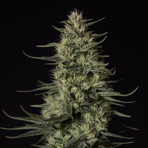 Royal Queen Seeds - Punch Pie 3 Seeds
