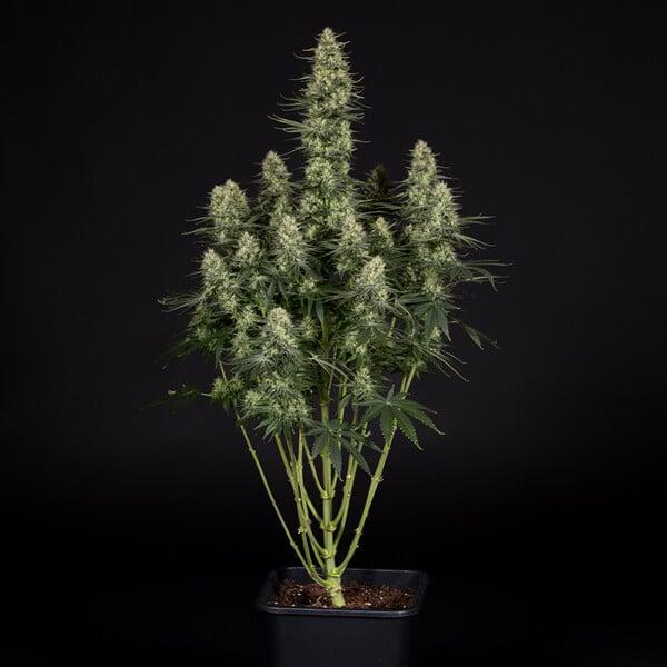 Royal Queen Seeds - Punch Pie 3 Seeds