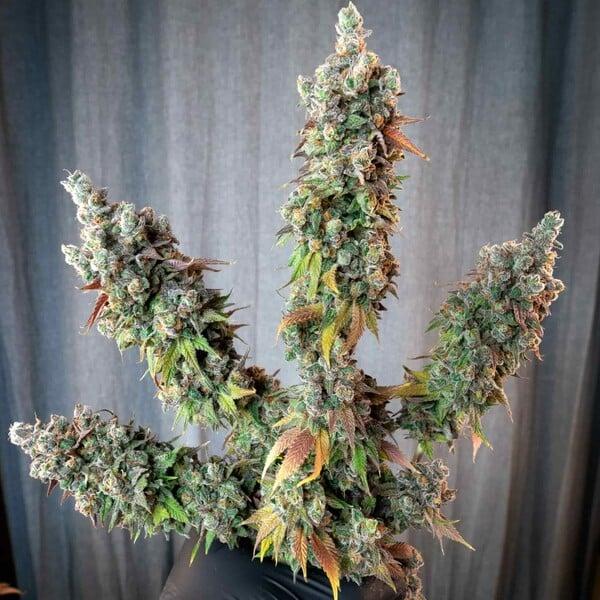 Royal Queen Seeds - Punch Pie 3 Seeds