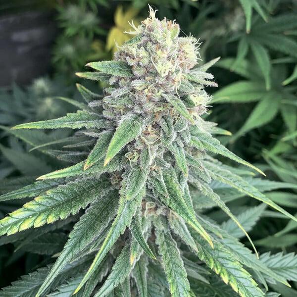 Royal Queen Seeds - Purple Queen 3 Seeds