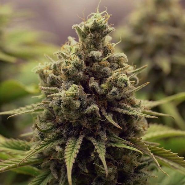 Royal Queen Seeds - Purple Queen 3 Seeds