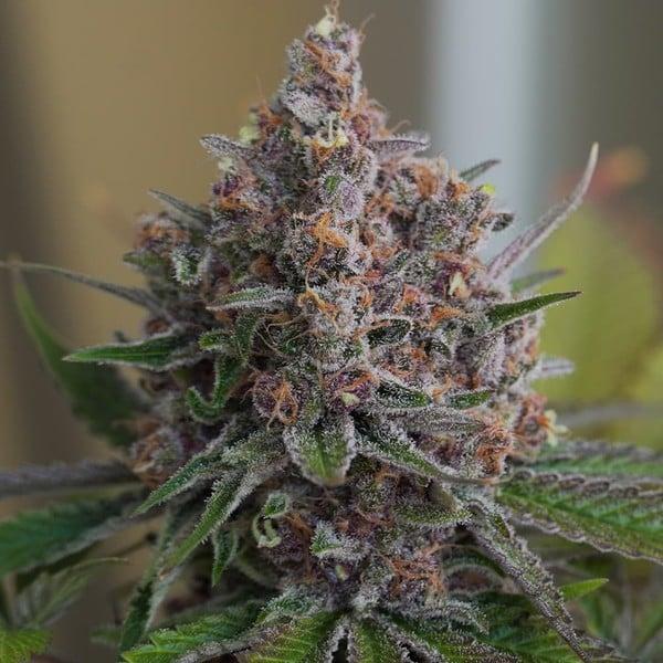 Royal Queen Seeds - Purple Queen 3 Seeds