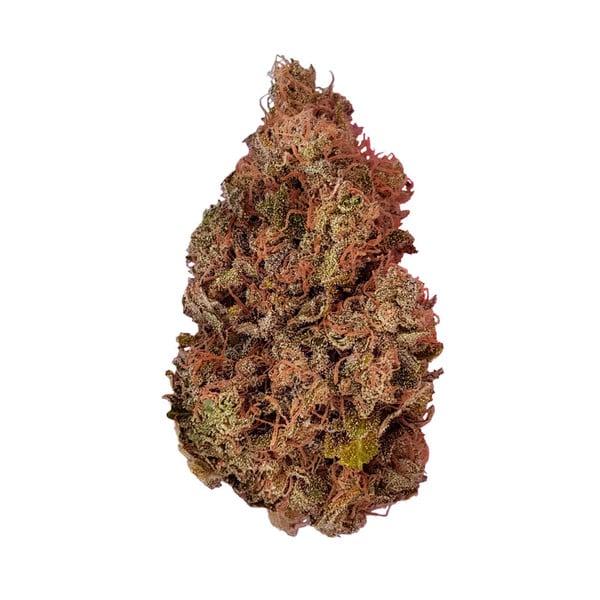 Royal Queen Seeds - Purple Queen 3 Seeds