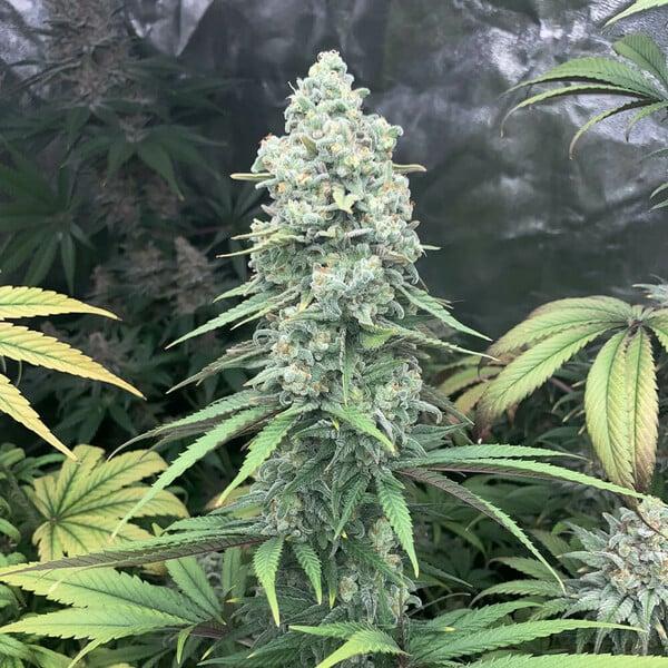 Royal Queen Seeds - Purple Queen 3 Seeds