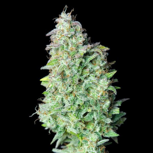 Quick One 3 Seeds