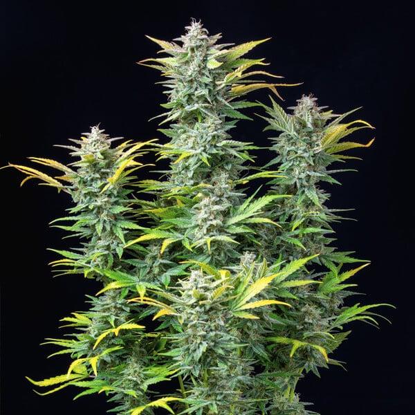 Quick One 3 Seeds