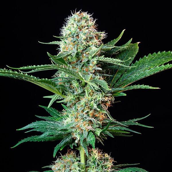 Royal Cookies aka Girl Scout Cookies