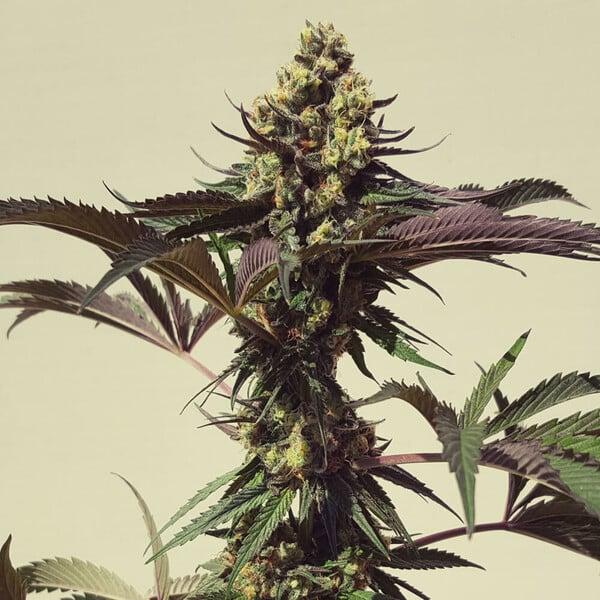Royal Cookies aka Girl Scout Cookies