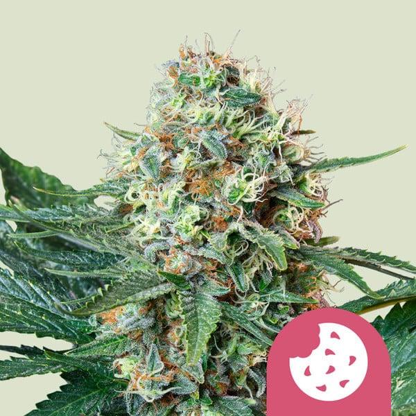 Royal Cookies aka Girl Scout Cookies