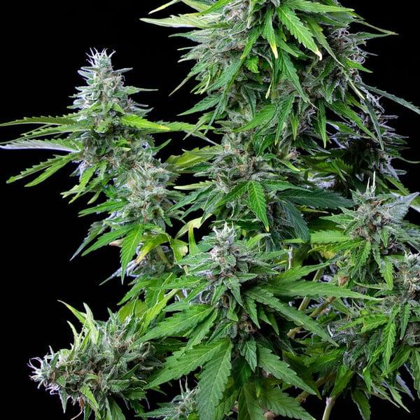 Royal Queen Seeds - Royal Cookies Auto 3 Seeds
