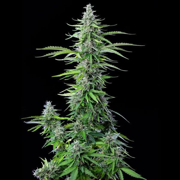 Royal Queen Seeds - Royal Cookies Auto 3 Seeds