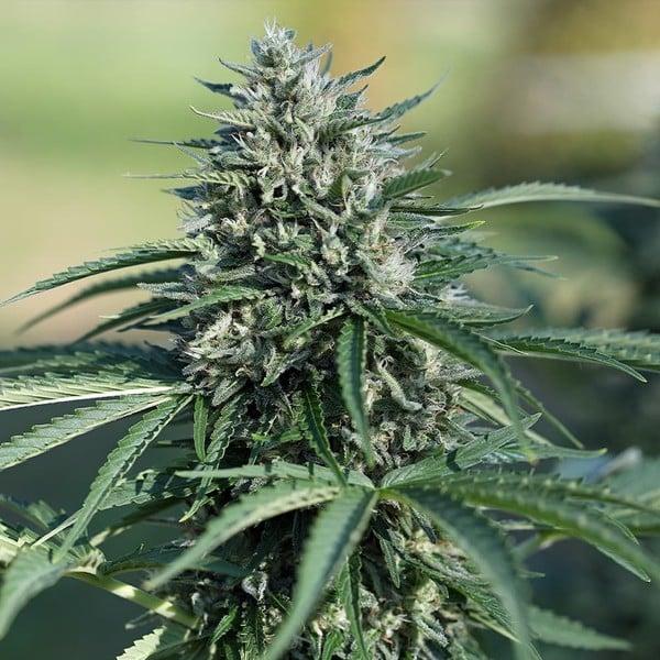 Royal Queen Seeds - Royal Cookies Auto 3 Seeds