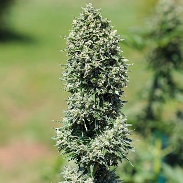 Royal Queen Seeds - Royal Cookies Auto 3 Seeds