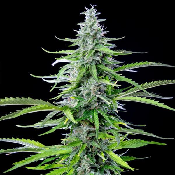 Royal Queen Seeds - Royal Cookies Auto 3 Seeds