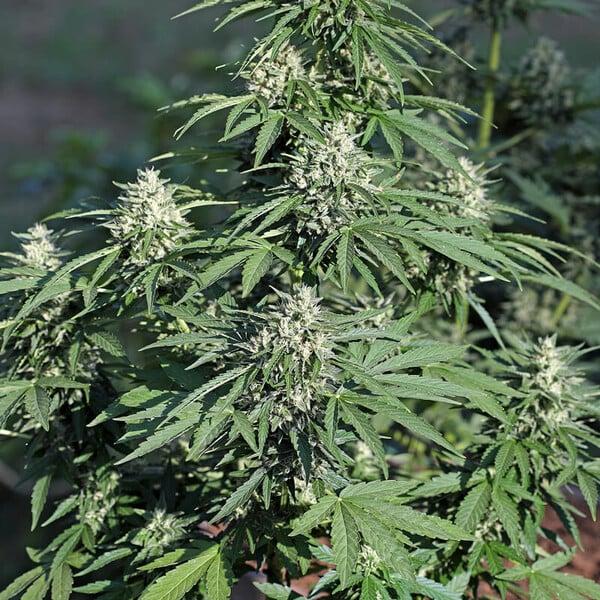 Royal Queen Seeds - Royal Cookies Auto 3 Seeds