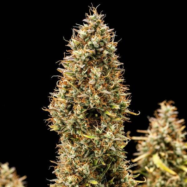 Royal Queen Seeds - Royal Cookies Auto 3 Seeds
