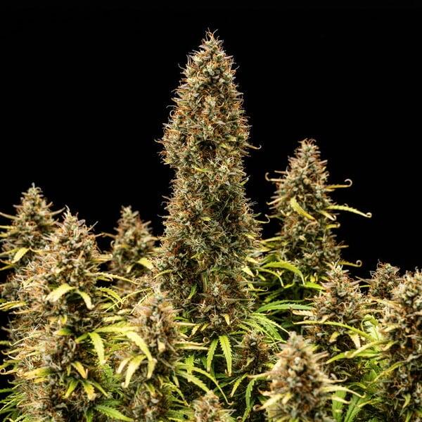 Royal Queen Seeds - Royal Cookies Auto 3 Seeds