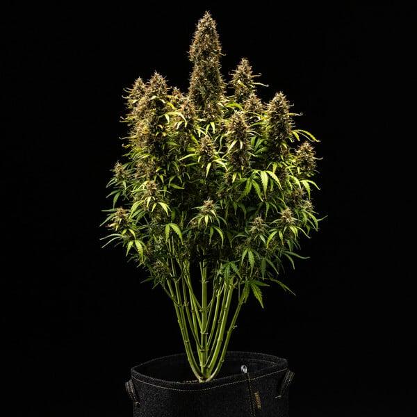 Royal Queen Seeds - Royal Cookies Auto 3 Seeds