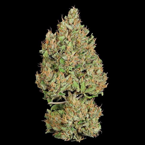 Royal Queen Seeds - Royal Cookies Auto 3 Seeds