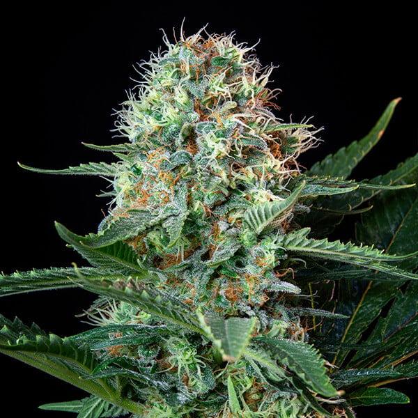 Royal Cookies aka Girl Scout Cookies